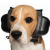 Nauszniki Przeciwhałasowe Dla Psa Safe Dogs Ears