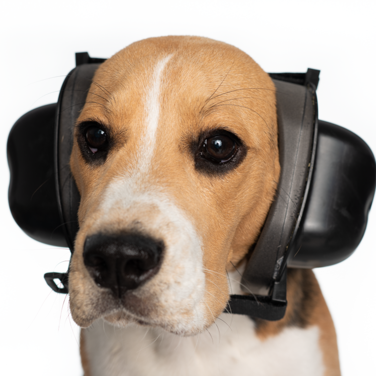Nauszniki Przeciwhałasowe Dla Psa Safe Dogs Ears